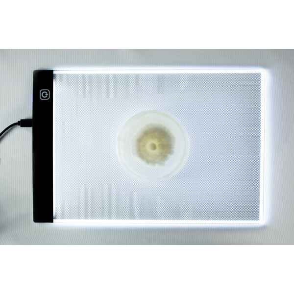 LED-light-pad-with-agar-plate