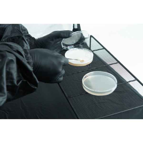 Transfering Agar Plates Inside Air Box